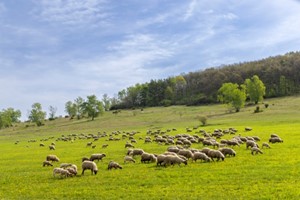Ευλογιά: Ειδική επιτροπή για την πρόληψη με τη συμμετοχή και των κτηνοτρόφων 